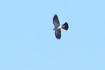 Mississippi Kite - ML243285981