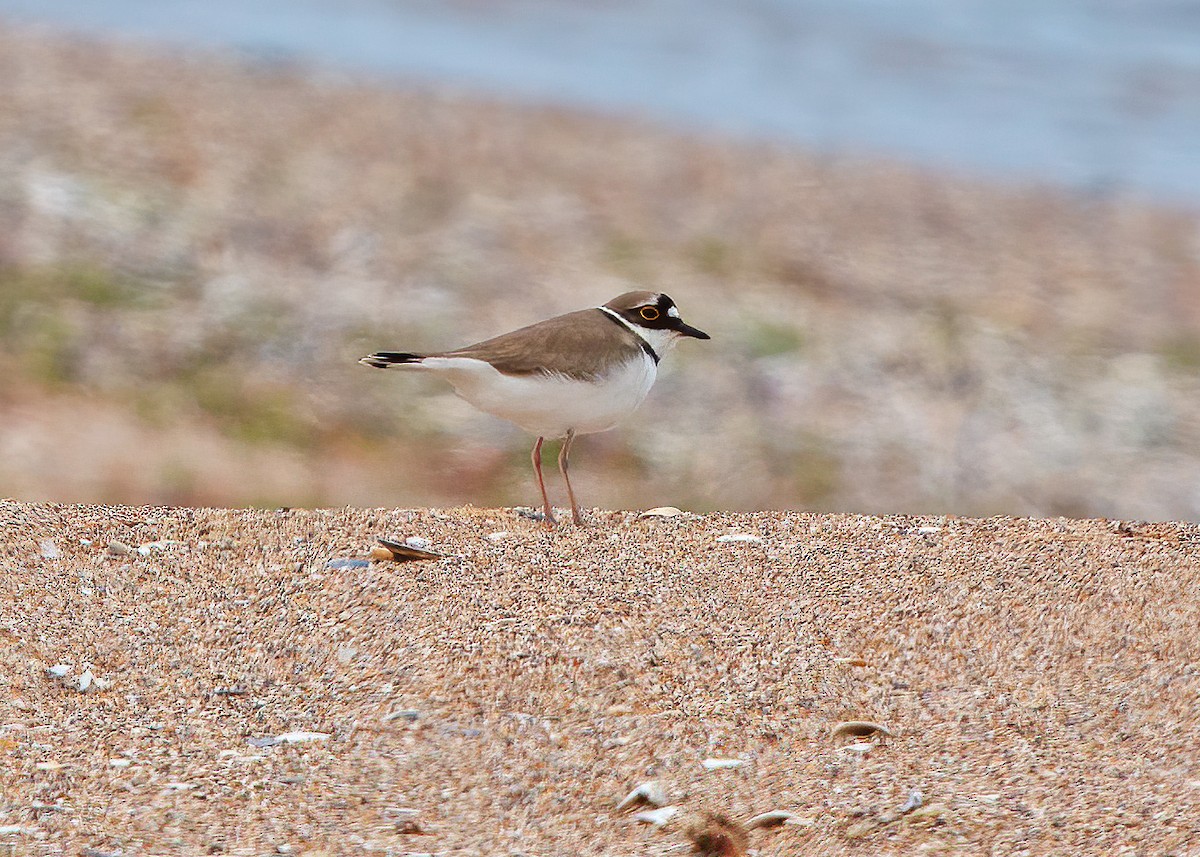 Little Ringed Plover - ML243289171