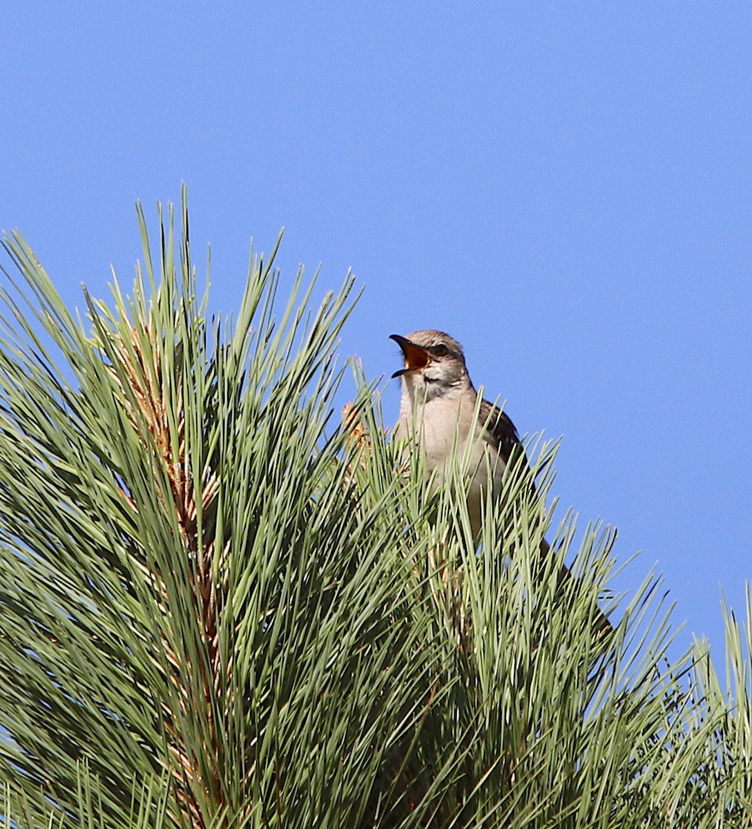 Northern Mockingbird - ML243289501