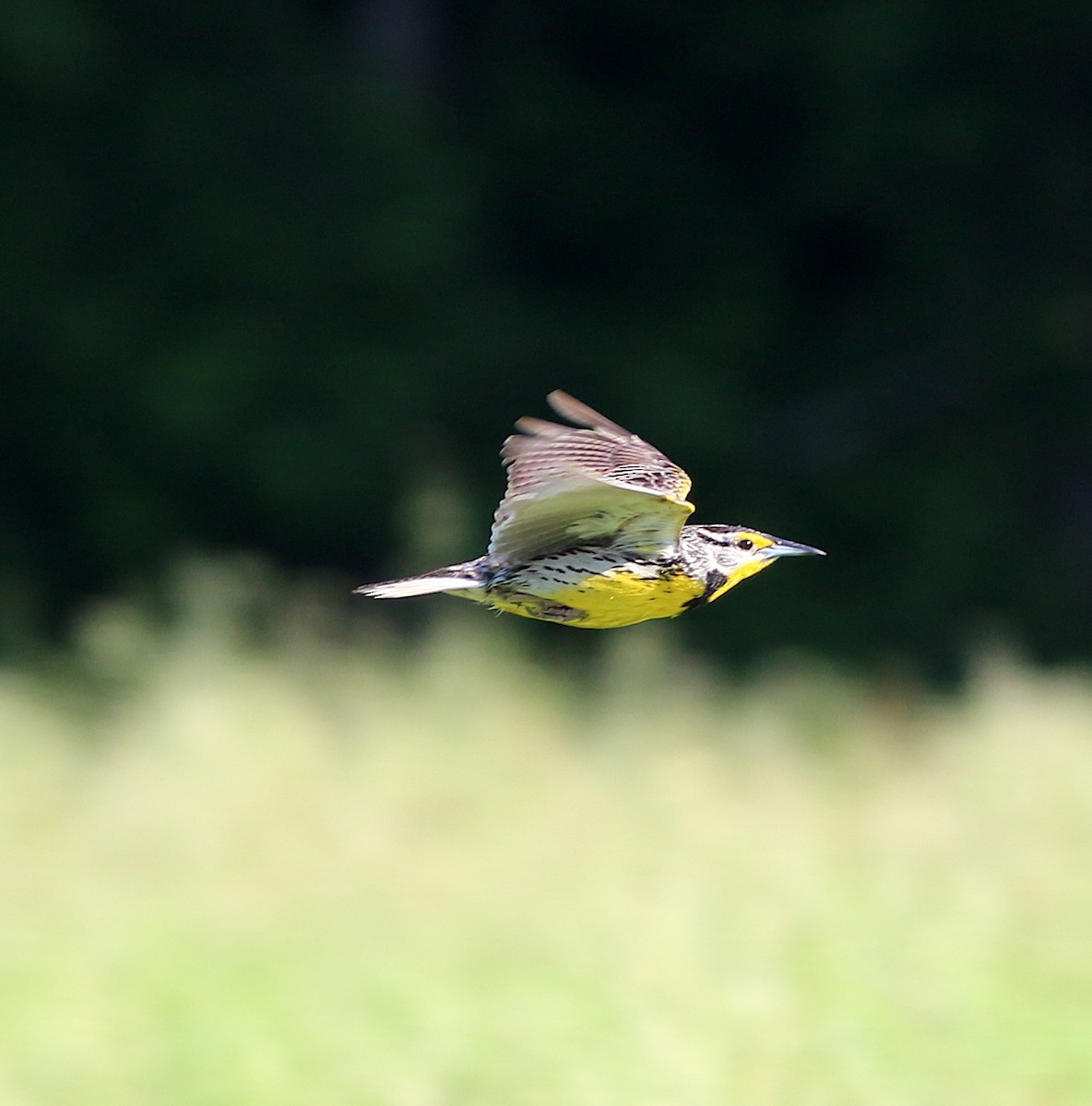 Eastern Meadowlark - ML243289631