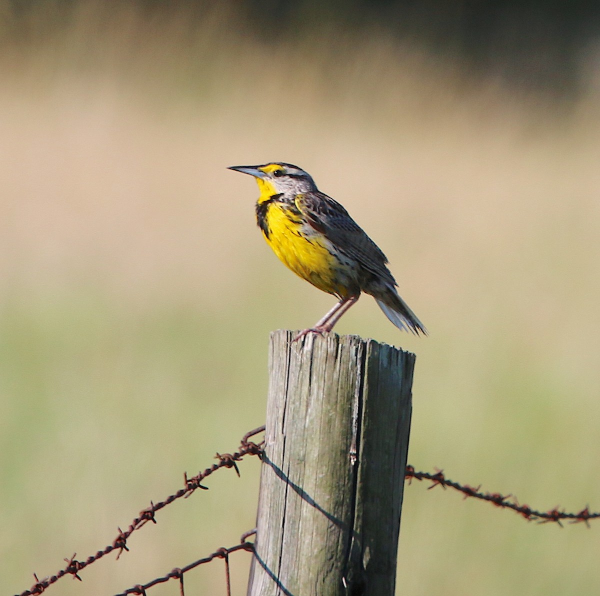 Eastern Meadowlark - ML243289641