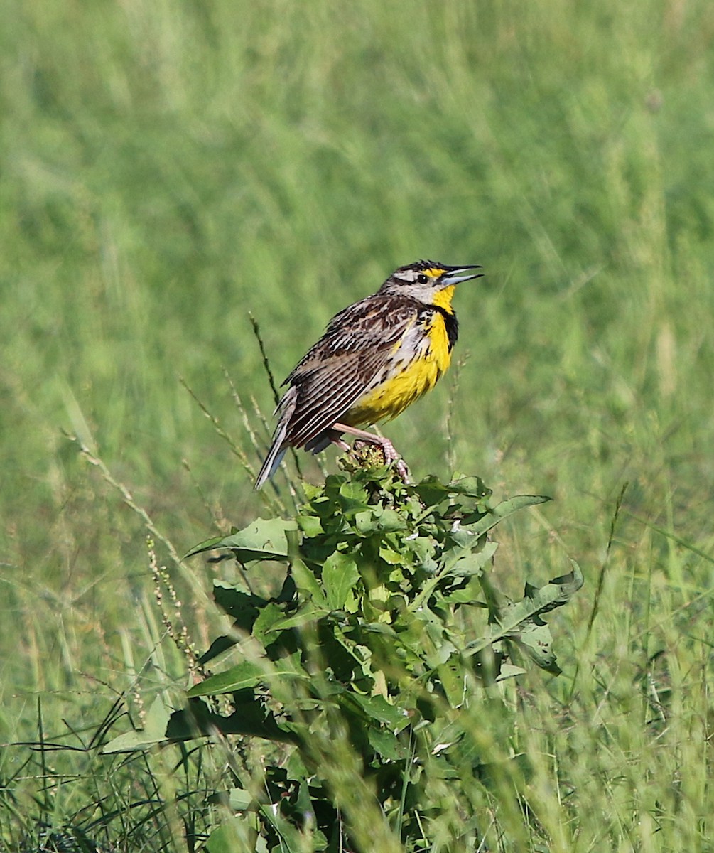 Eastern Meadowlark - ML243289661