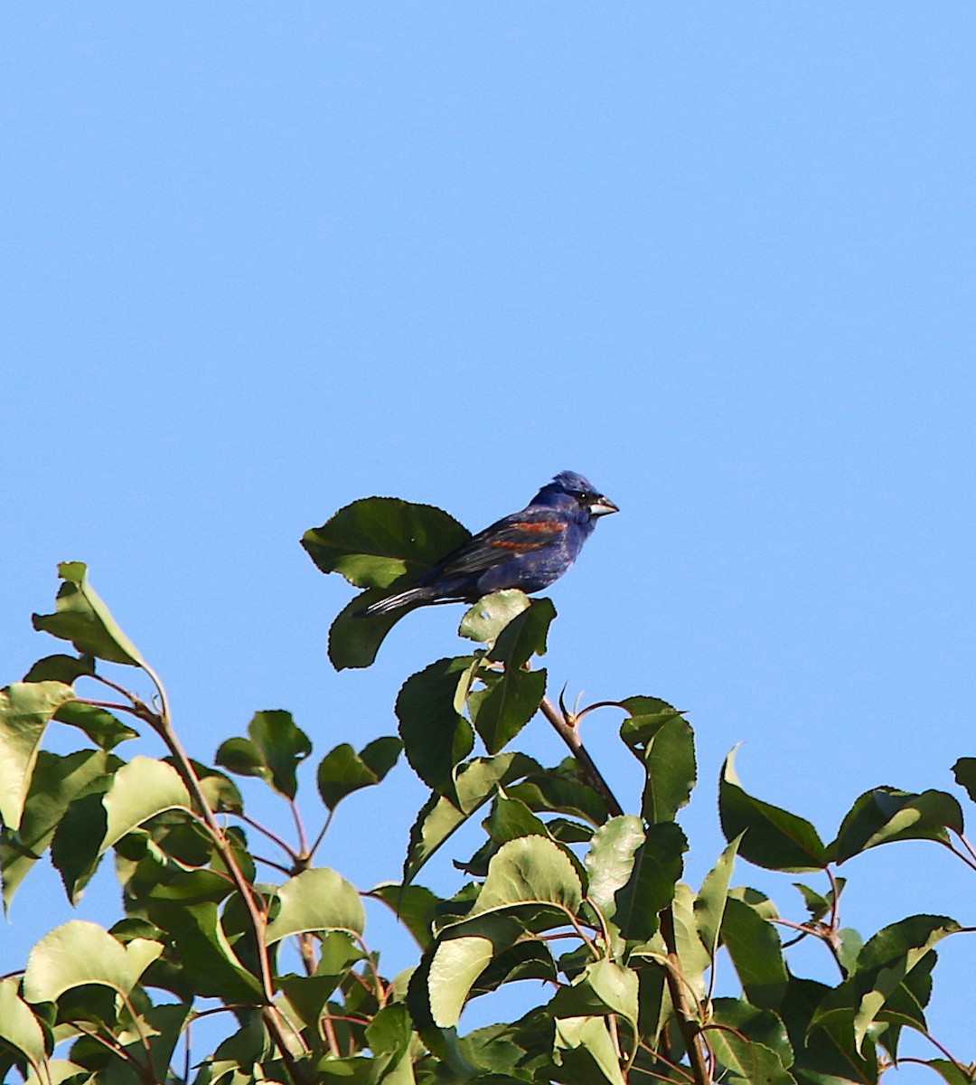 Blue Grosbeak - ML243289741
