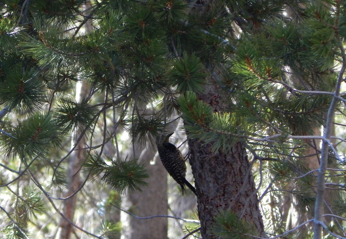 Williamson's Sapsucker - ML243289881