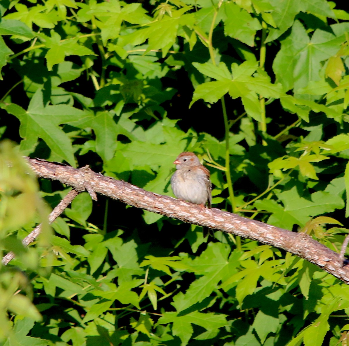Field Sparrow - ML243289931