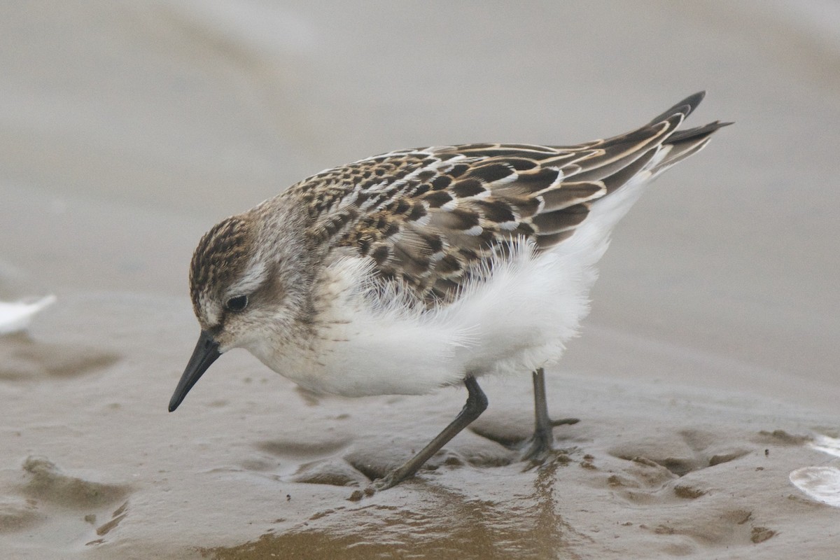 Semipalmated Sandpiper - ML243290271