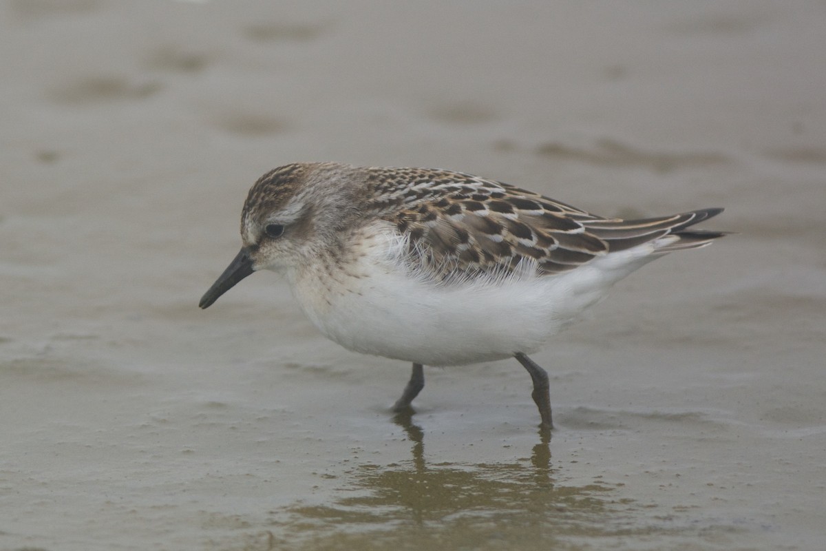 Semipalmated Sandpiper - ML243290281