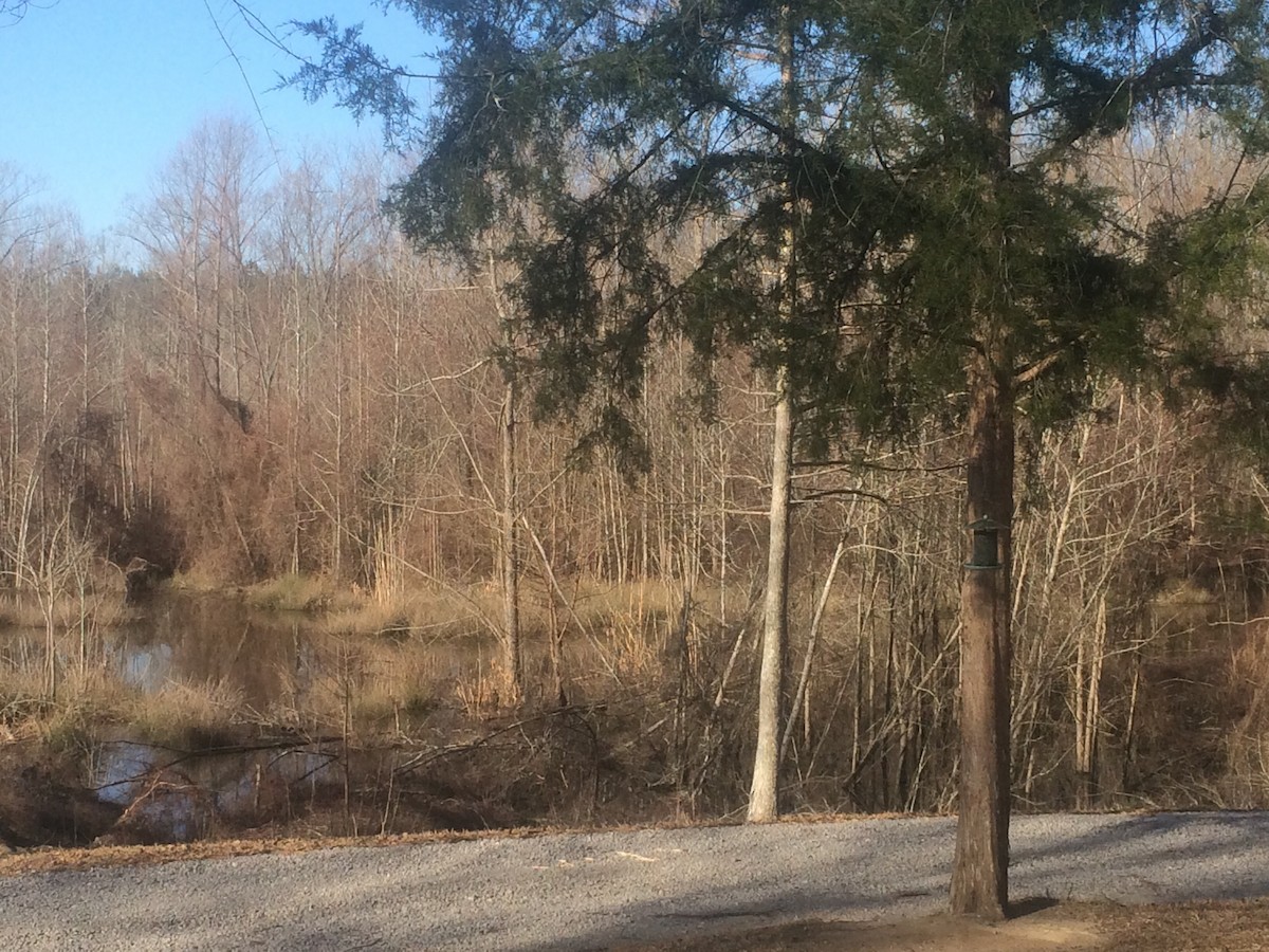 Wood Duck - ML24329081