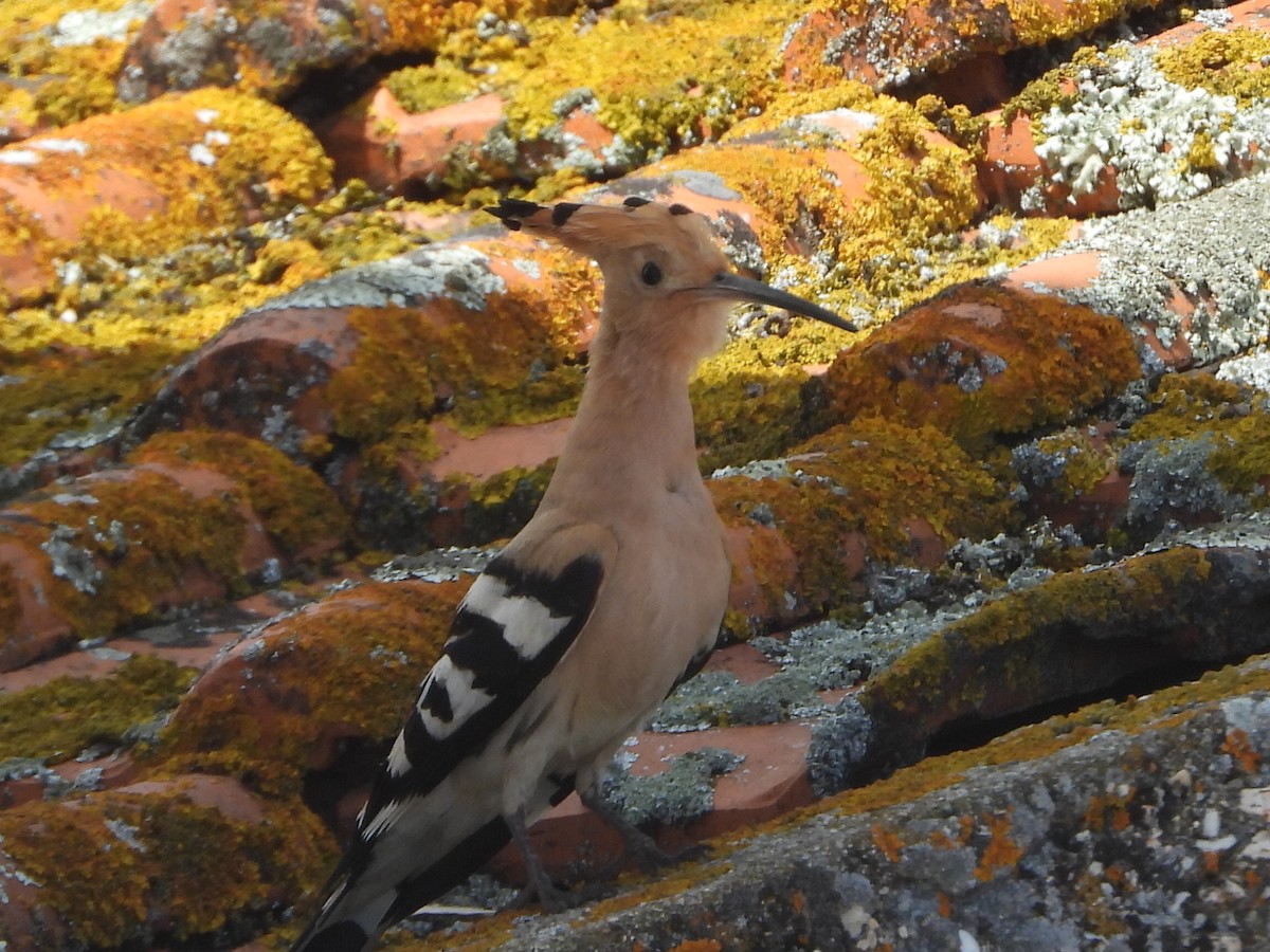 Eurasian Hoopoe - joao magro