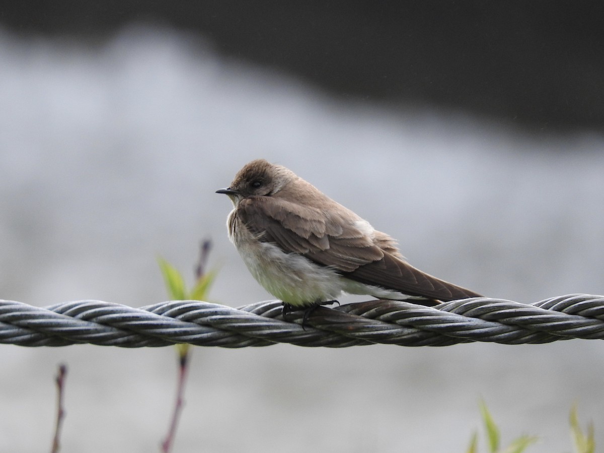 Northern Rough-winged Swallow - ML243296061