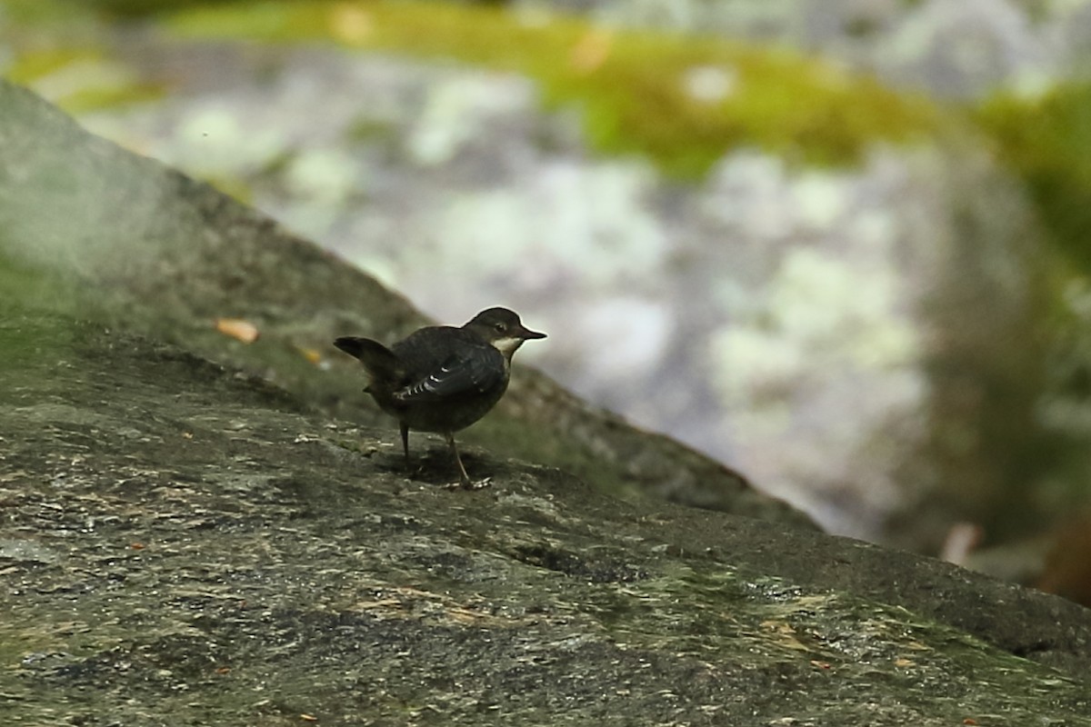 White-throated Dipper - ML243297231
