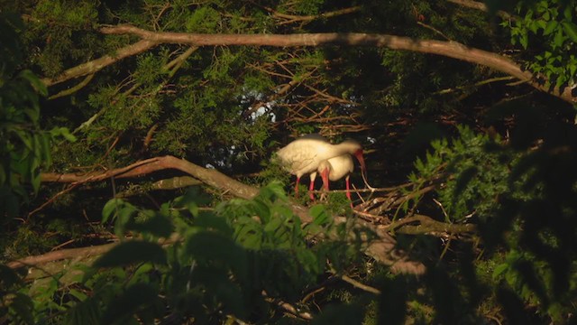 White Ibis - ML243297581