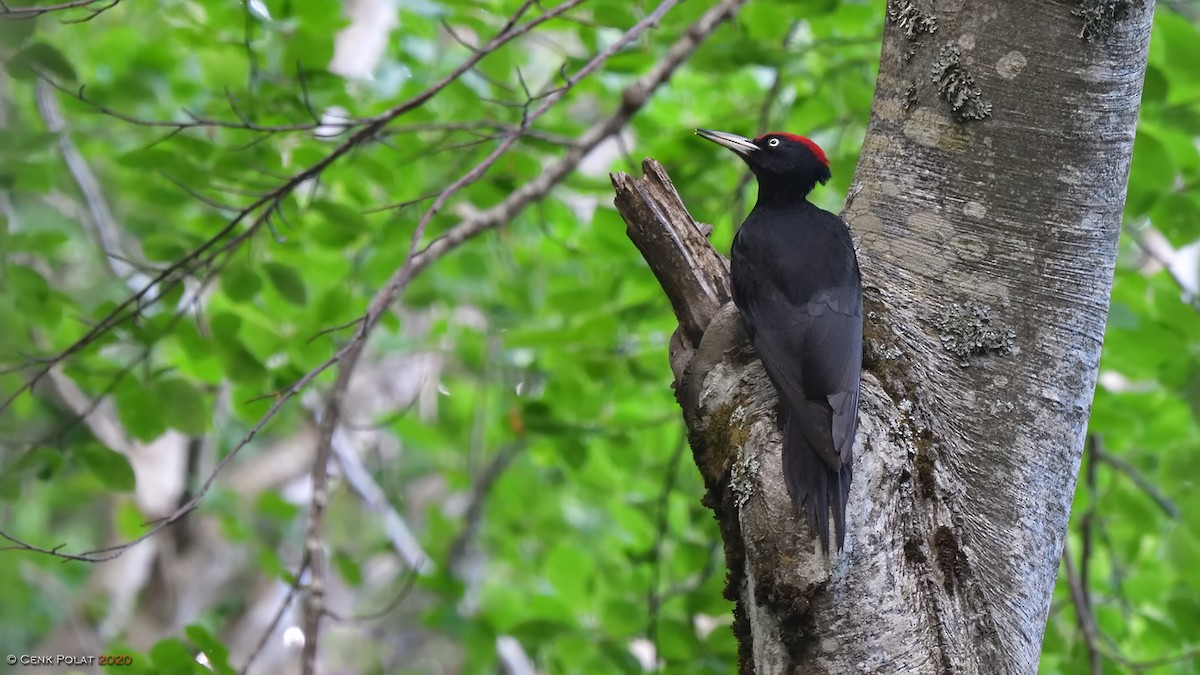 Black Woodpecker - Cenk Polat