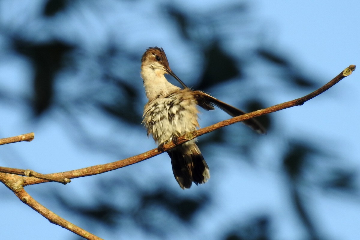 Yakut Boğazlı Kolibri - ML24330111