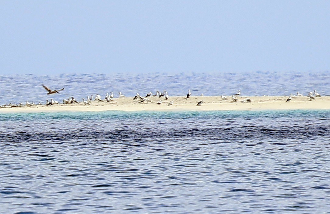 Masked Booby - ML243301531