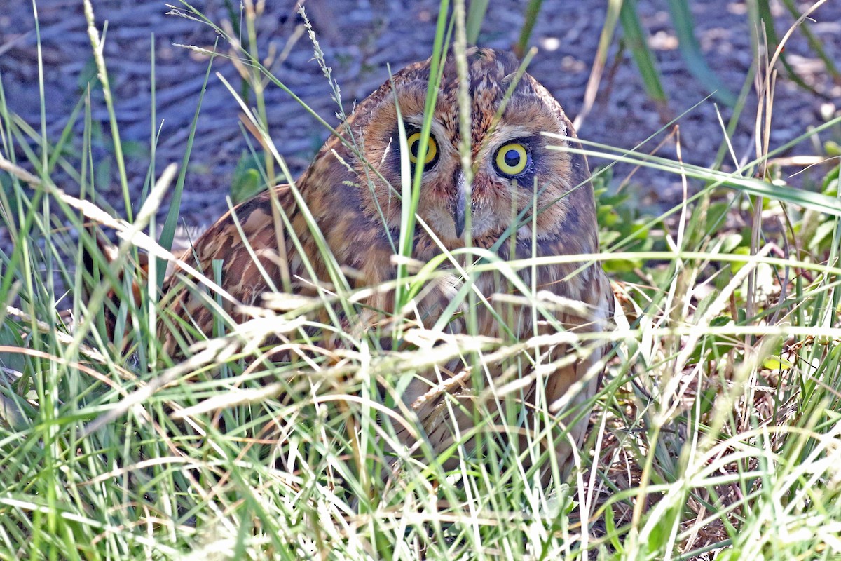 Hibou des marais (domingensis/portoricensis) - ML243301701