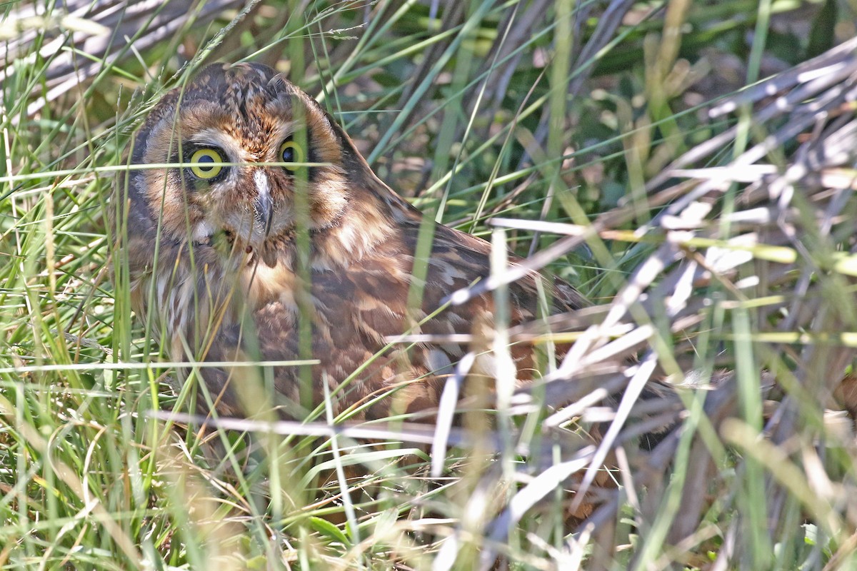 Hibou des marais (domingensis/portoricensis) - ML243301731