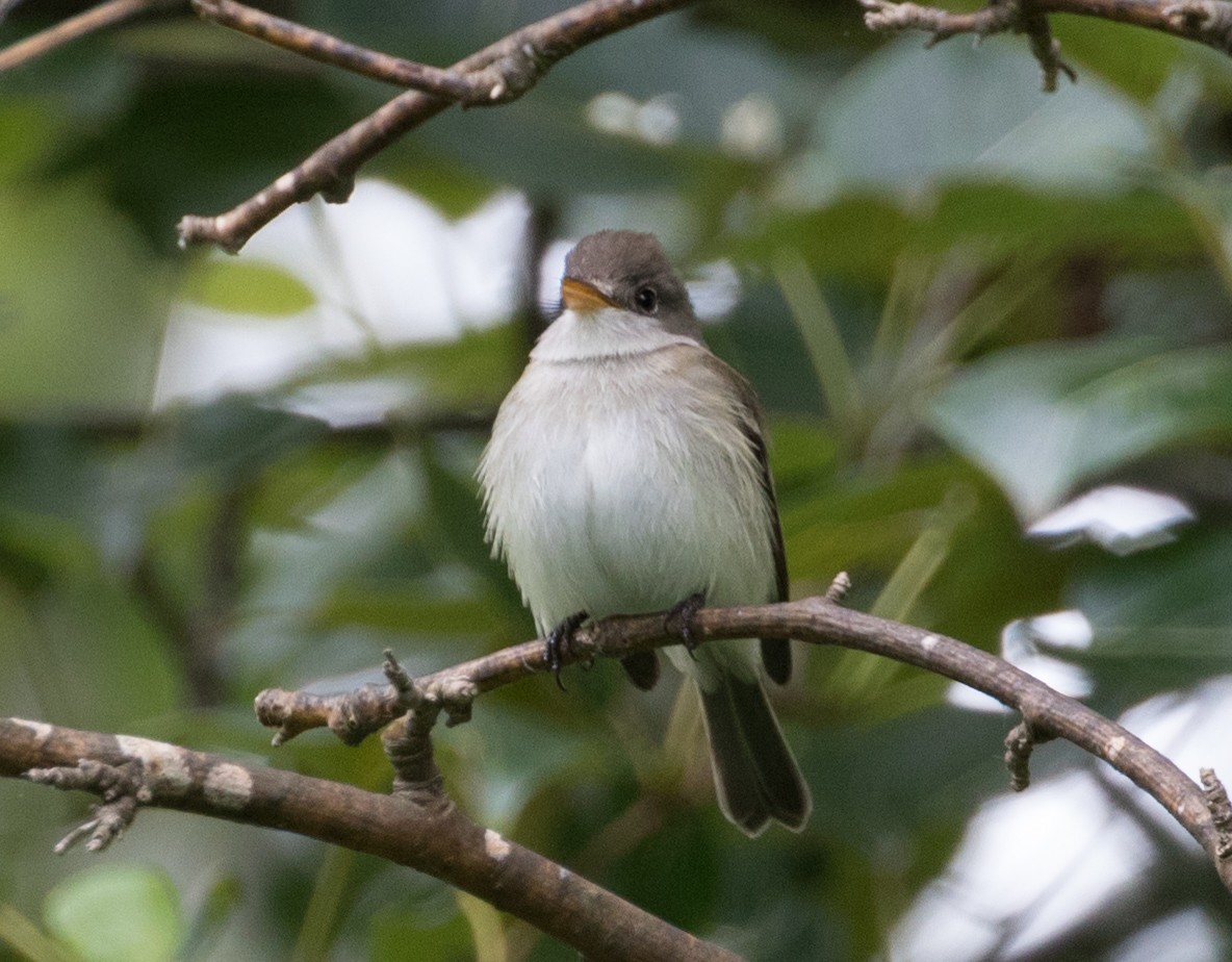 Willow Flycatcher - ML243301851