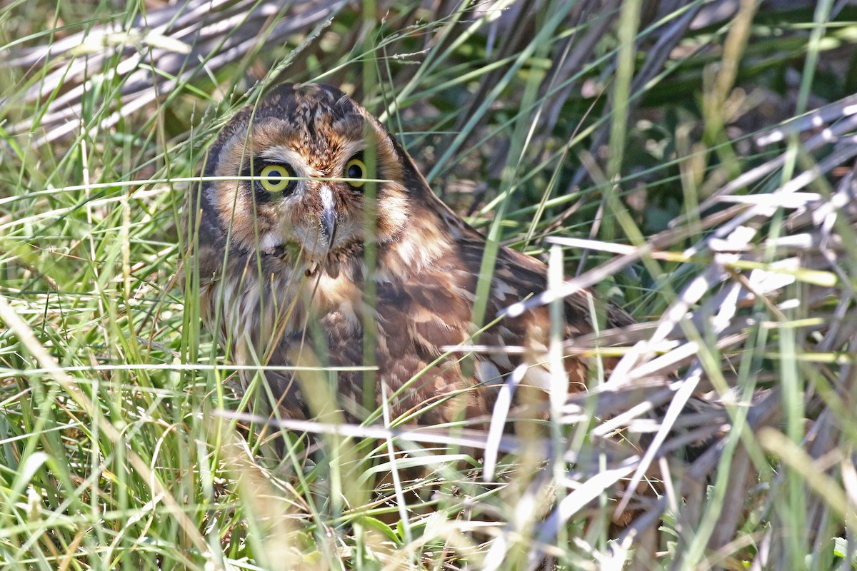 短耳鴞(domingensis/portoricensis) - ML243302201