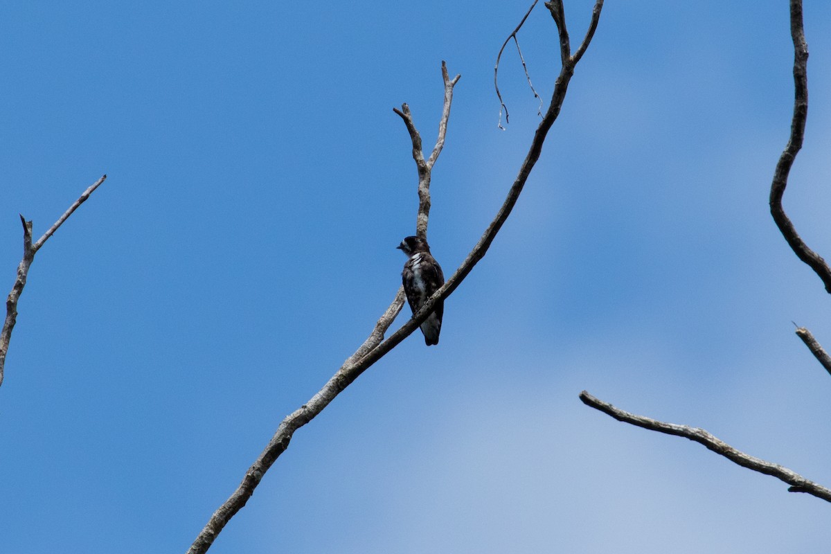 White-browed Purpletuft - ML243302341