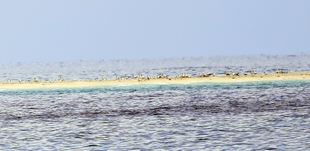 Masked Booby - ML243302691