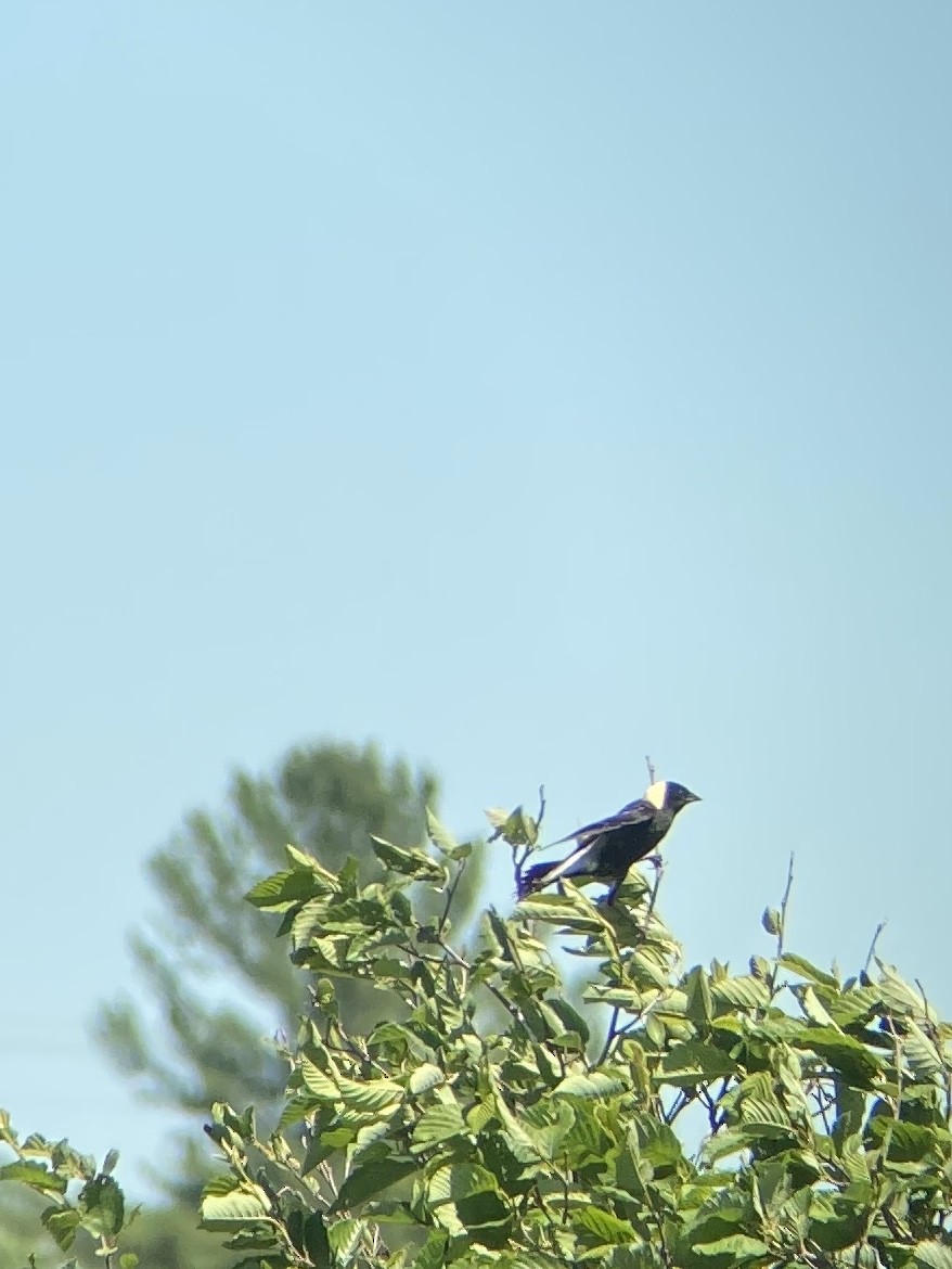 bobolink americký - ML243303561