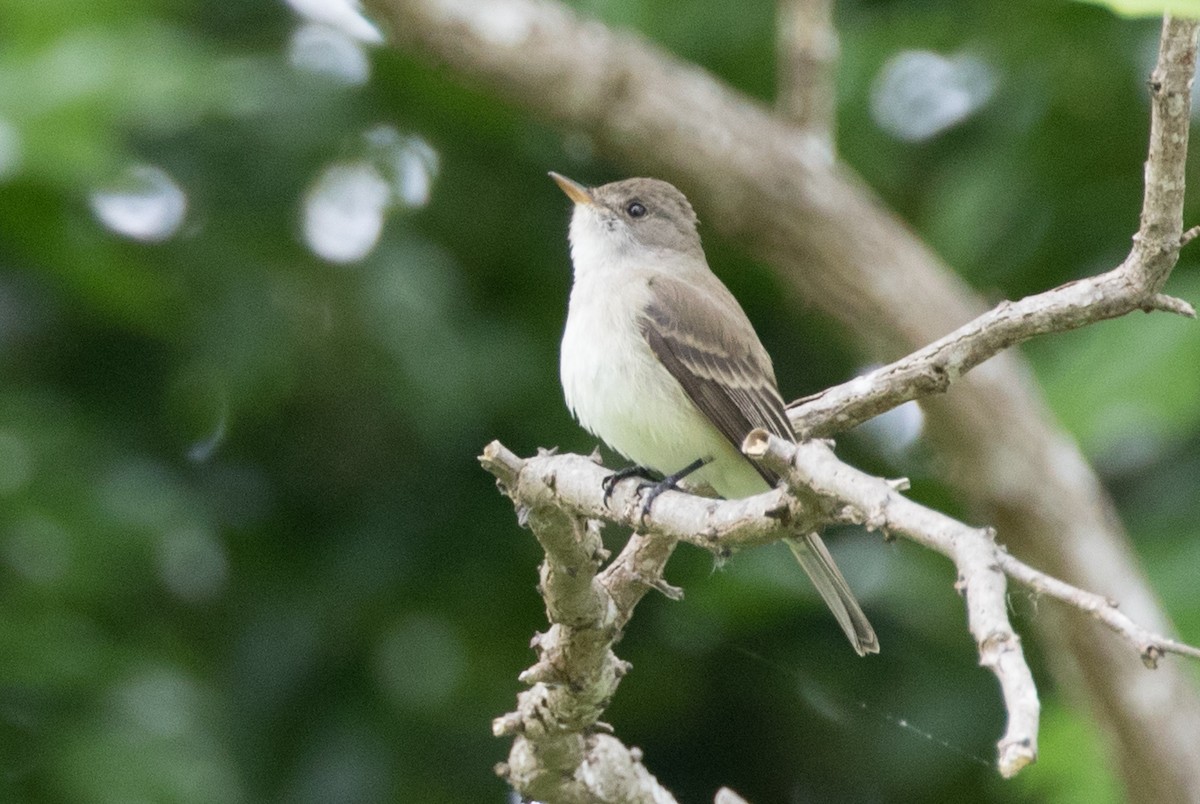 Willow Flycatcher - ML243304601