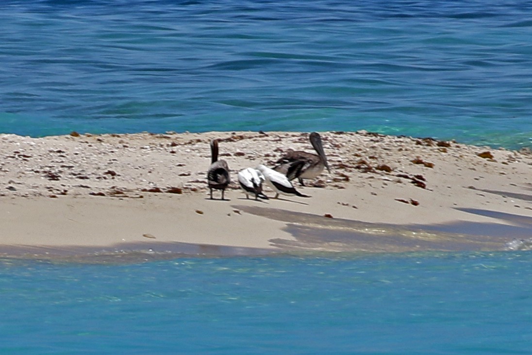 Masked Booby - ML243305231