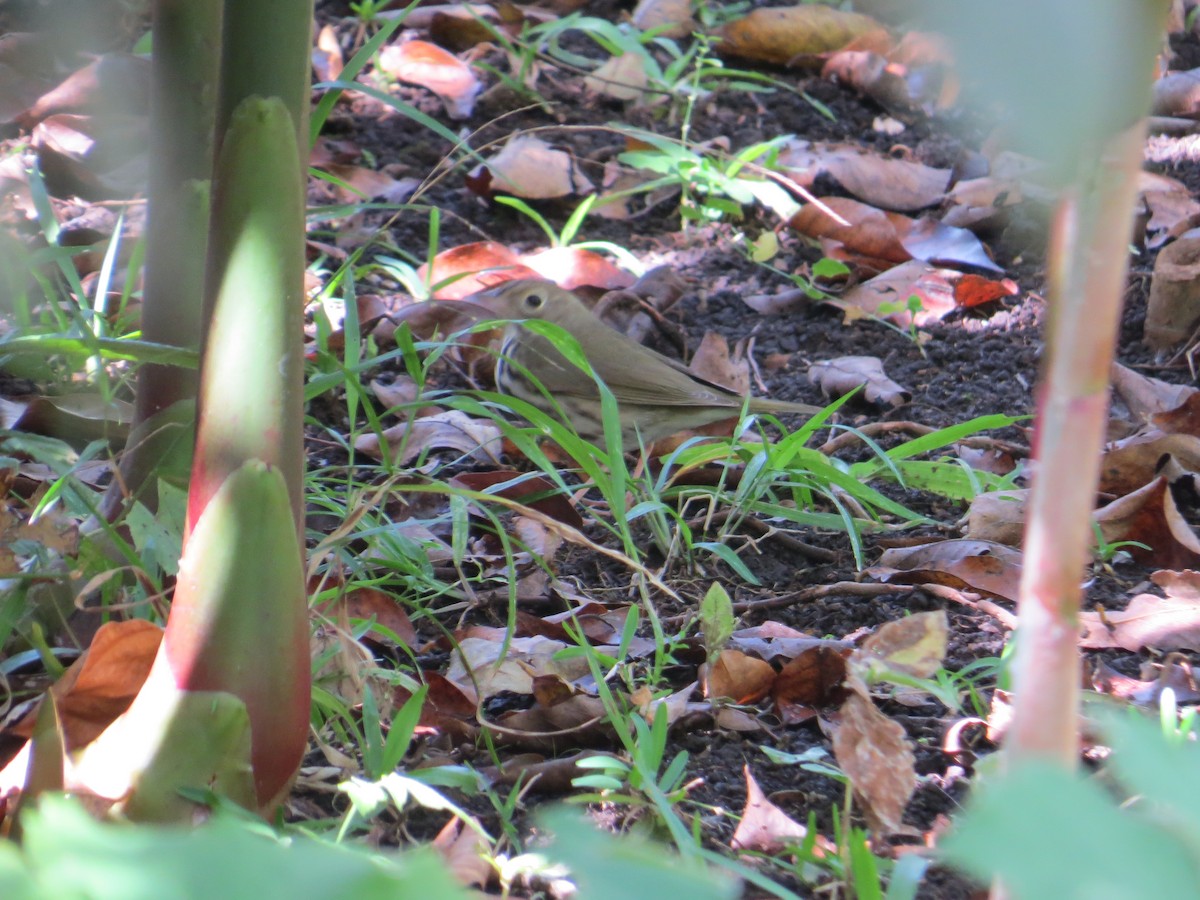 Ovenbird - ML24330561