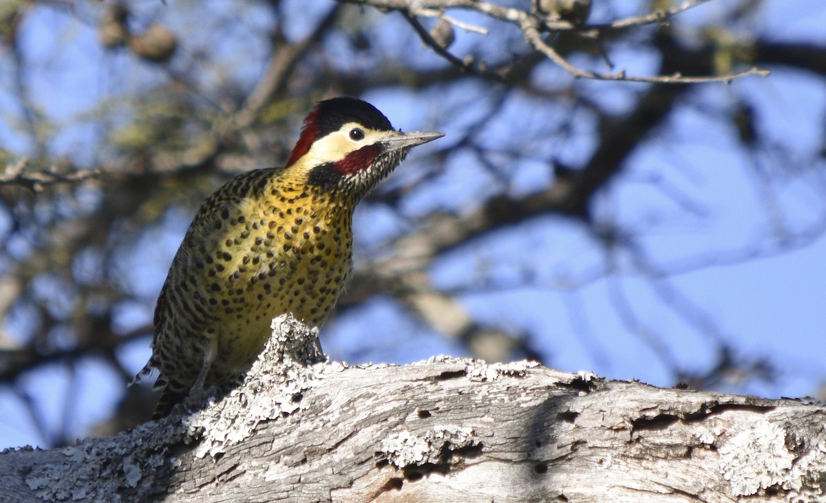 Green-barred Woodpecker - ML243306471