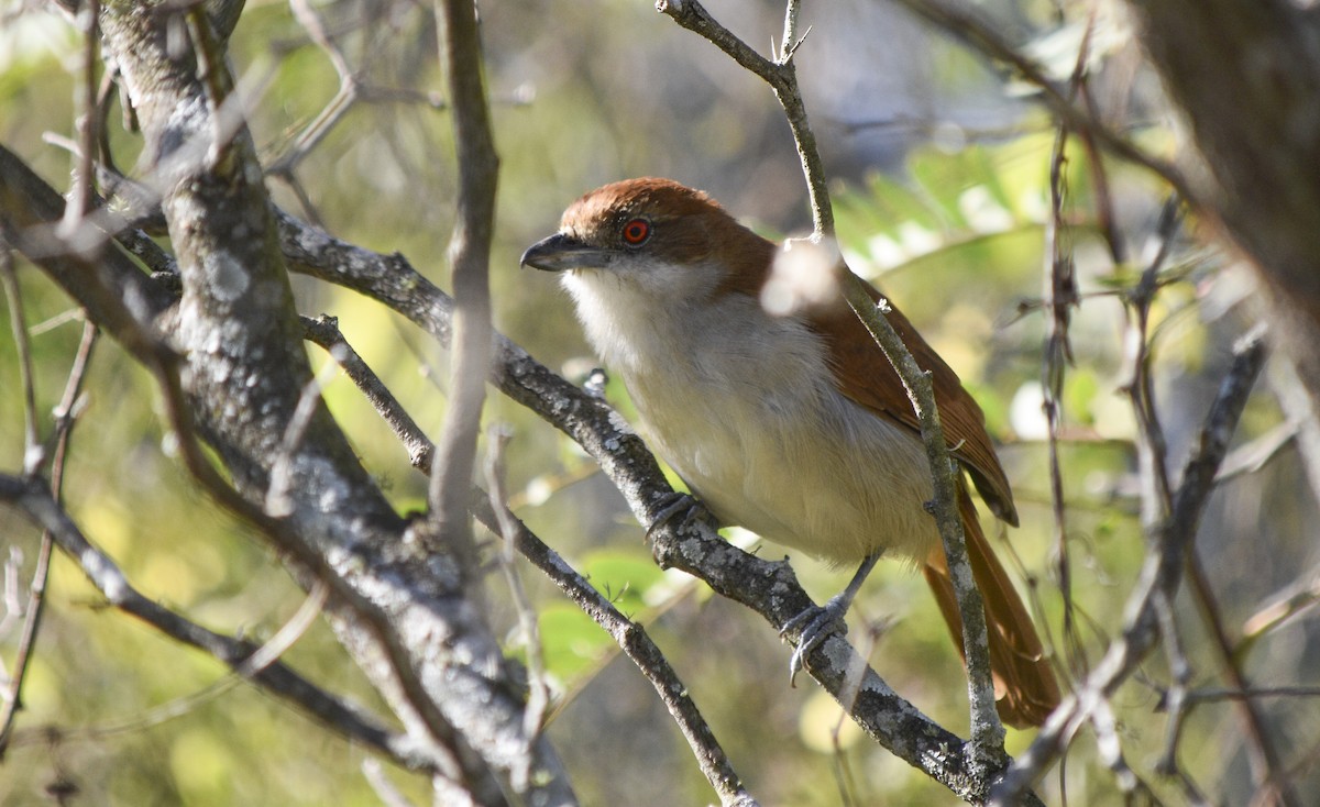 Great Antshrike - ML243306751