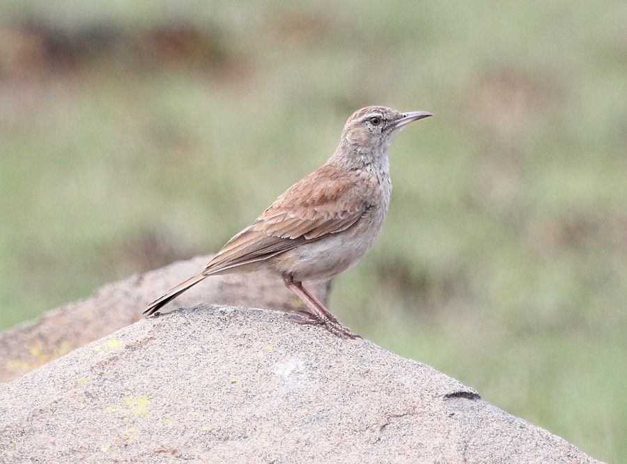 Eastern Long-billed Lark - Chris Charlesworth