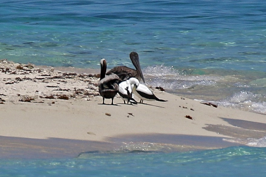 Masked Booby - ML243306981
