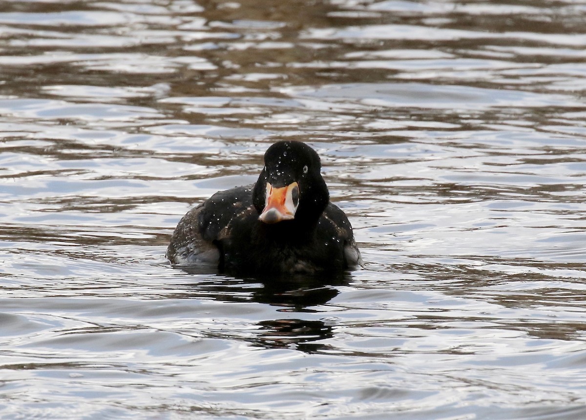 Surf Scoter - ML243307061