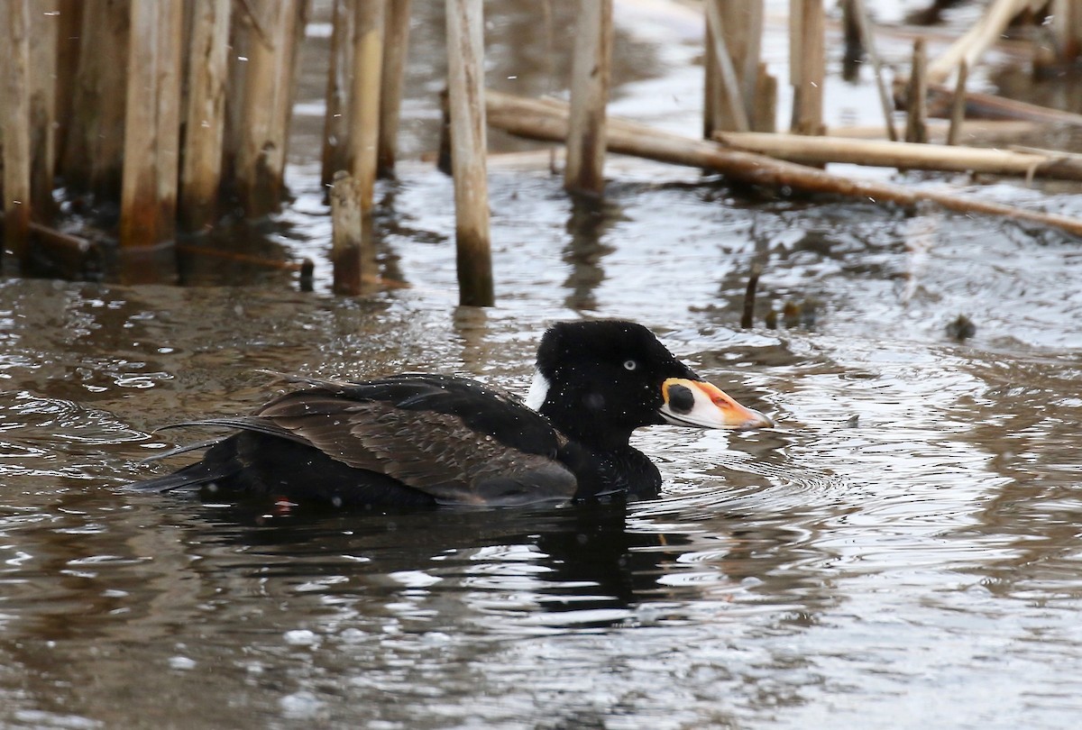 Surf Scoter - ML243307141