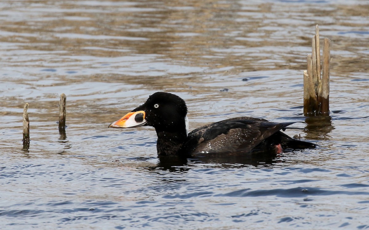 Surf Scoter - ML243307151