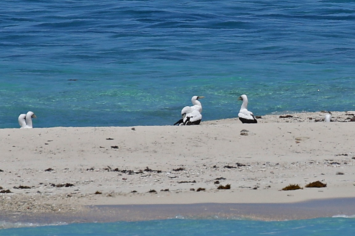 Masked Booby - ML243308091