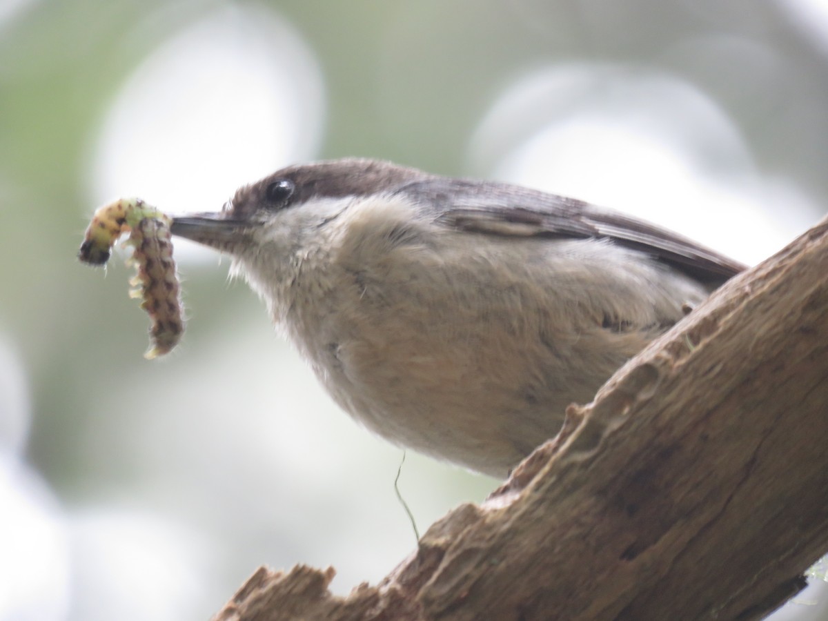 Pygmy Nuthatch - ML243308411