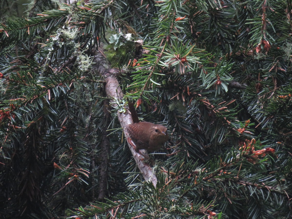 Pacific Wren - ML243308531