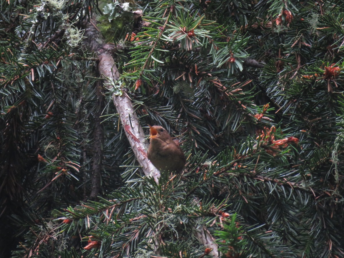 Pacific Wren - ML243308541