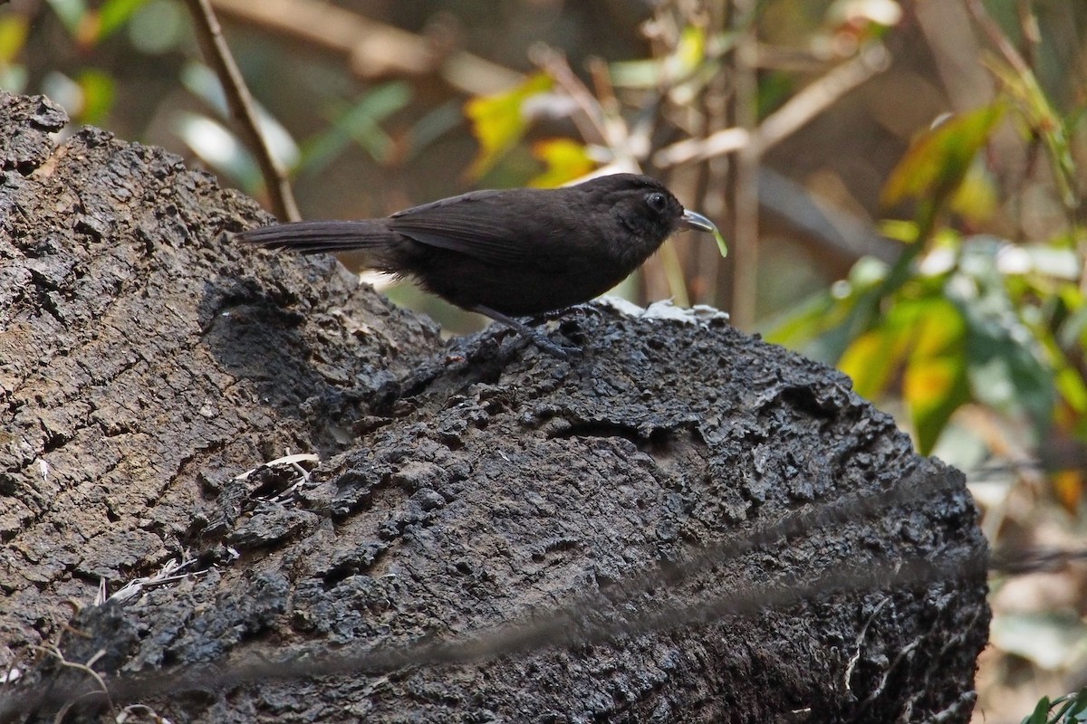 Sooty Babbler - Joost Foppes