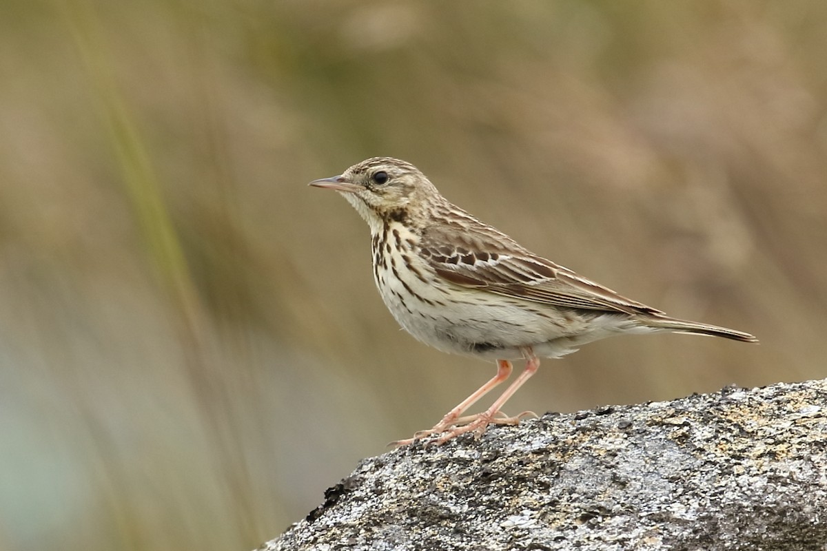 Tree Pipit - António Gonçalves