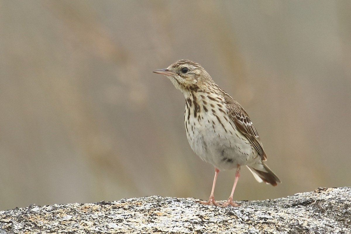 Tree Pipit - António Gonçalves