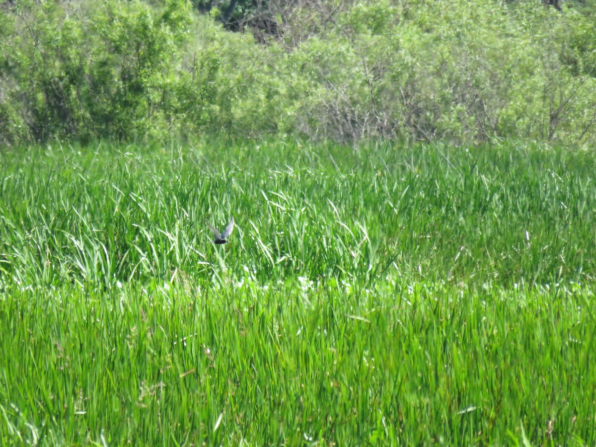 Black Tern - ML243313271