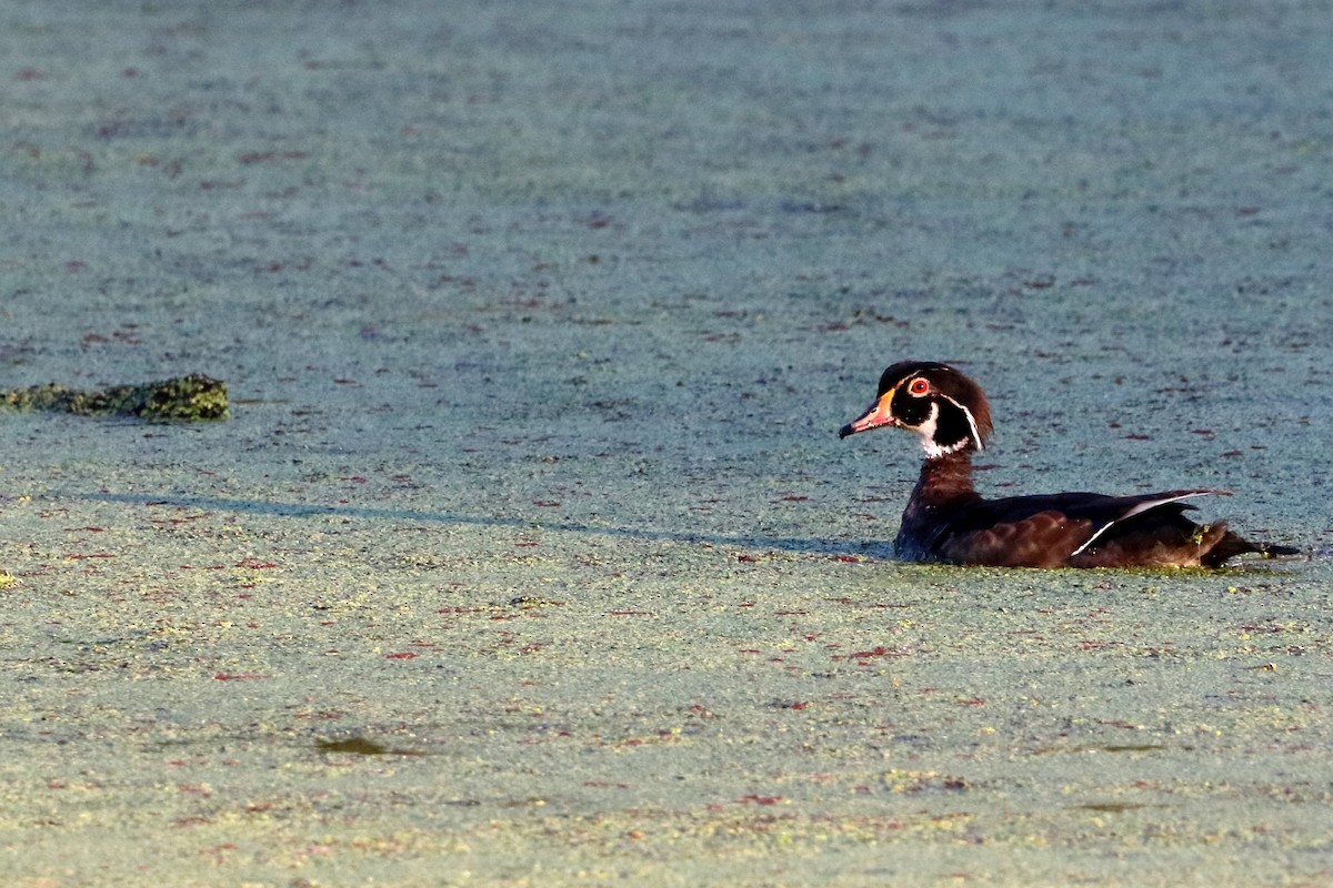 Wood Duck - ML243313521