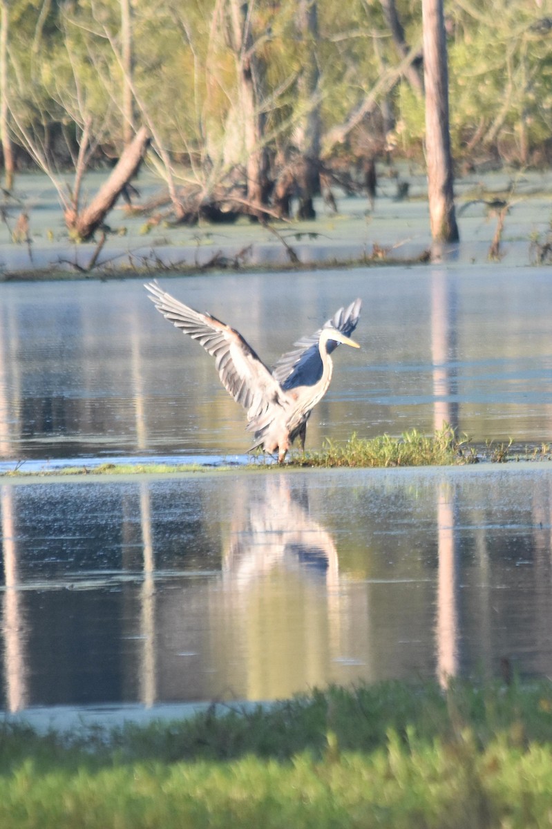 Great Blue Heron - Mike Conway