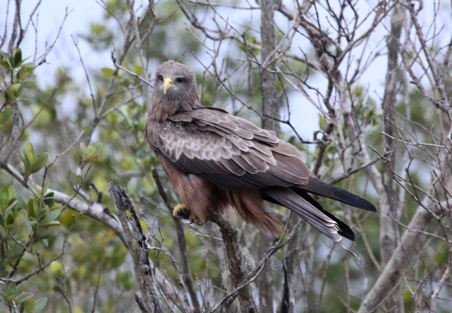 Black Kite (Yellow-billed) - ML243313821