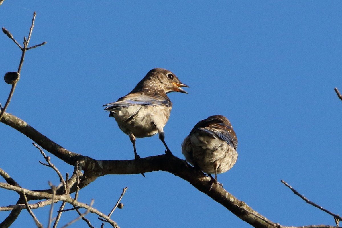 Eastern Bluebird - ML243314061