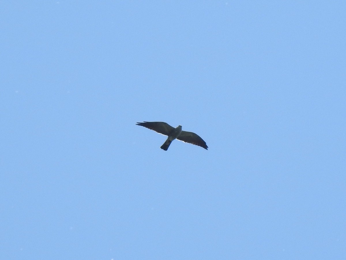 Mississippi Kite - Mike Thelen