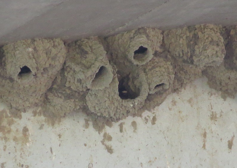 Cliff Swallow (pyrrhonota Group) - ML243314491